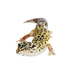 Wall Mural - One beautiful gecko isolated on white. Exotic pet