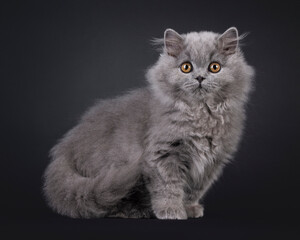 Wall Mural - Fluffy blue British Longhair cat kitten, standing side ways. Looking straight to camera. Isolated on a black background.