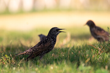 bird, nature, wildlife, wild, animal, grass, beak, pheasant, grouse, feathers, green, feather, young, brown, pigeon, birds, ptarmigan, black, hunting, chick, thrush, white, red, game, juvenile