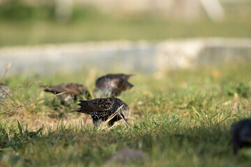 bird, nature, wildlife, wild, animal, grass, beak, pheasant, grouse, feathers, green, feather, young, brown, pigeon, birds, ptarmigan, black, hunting, chick, thrush, white, red, game, juvenile