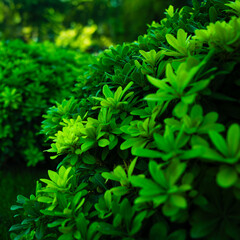 parsley in the garden