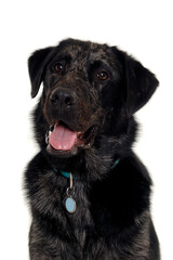 Wall Mural - Face of a happy dog on a white background