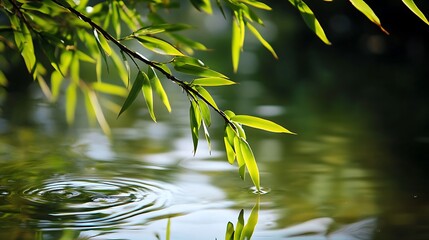 Poster - Tranquil Bamboo Branch Over Still Water