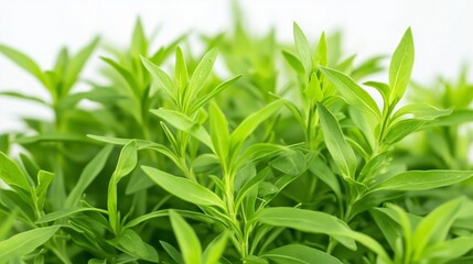 Canvas Print - Fresh green herbs growing in a small indoor garden, showcasing vibrant leaves under natural light