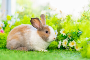 young white brown rabbit sitting in nature, adorable fluffy bunny,concept of pet rabbit,raising rabbits,rabbit easter