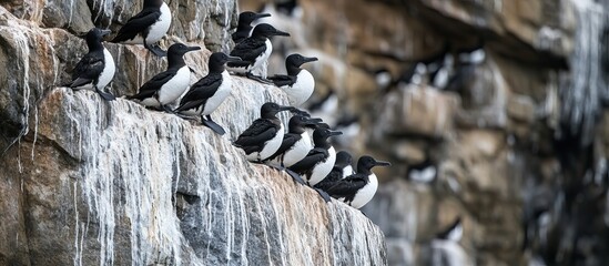 Wall Mural - Black-legged Kittiwakes Perched on a Rocky Cliff