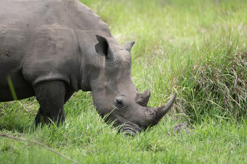 rhino in Uganda