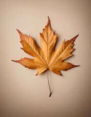 Maple fall leaf on a light background