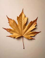 Maple yellow leaf on a beige background