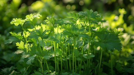 Canvas Print - Fresh green cilantro growing in a sunny garden during the early morning hours of springtime