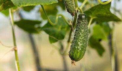 A young green fresh cucumber hangs on a branch - the crop is ripe, harvest, fresh green vegetables, growing vegetables, healthy lifestyle, healthy eating