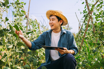 Young farmer working in the green bean garden field