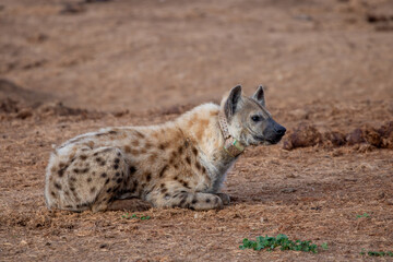 spotted hyena sleeping in the morning sun