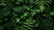 © candy house - a dense arrangement of various green fern leaves. The leaves overlap each other, creating a lush and textured pattern. The ferns vary in shades of green, from light to dark
