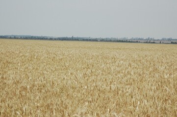 Wheat crops in northern Argentina