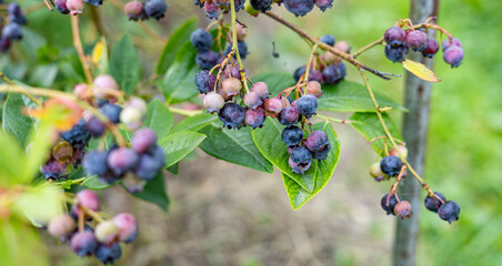 Wall Mural - Close-up of ripe and unripe blueberries on a lush green bush. The vibrant blue and green hues of the berries stand out against the rich foliage, capturing the essence of fresh summer produce.