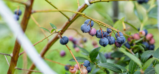 Close-up of ripe and unripe blueberries on a lush green bush. The vibrant blue and green hues of the berries stand out against the rich foliage, capturing the essence of fresh summer produce.