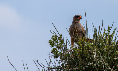 booted eagle