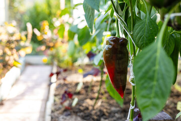 Wall Mural - Big ripe sweet bell peppers vegetables, paprika plants growing in glass greenhouse, bio farming.