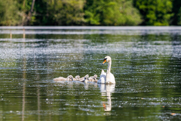 Family of mute swans, Cygnus Olor, swimming in a lake near Pont-Audemer, Normandy, France