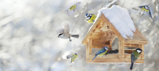 little birds feeding on a bird feeder with sunflower seeds on winter background. great tit, blue tit
