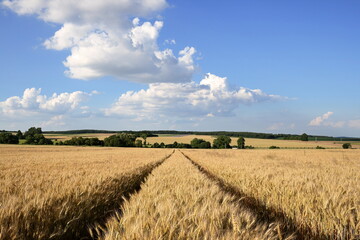 Wheat table.