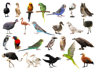 Wall Mural - Many beautiful exotic birds on white background, collection