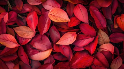 Vibrant red leaves covering ground, autumn foliage, nature's beauty