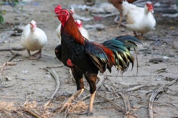 Poster - The fighting cock in garden nature farm