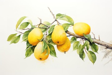 Pears collection isolated on a white