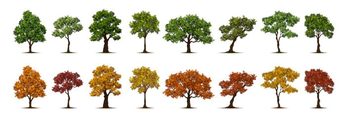 Trees with spring and autumn foliage. Vector isolated set of realistic plants with leaves. Seasonal greenery and botany design. Natural landscape, garden or eco environment scenery yard