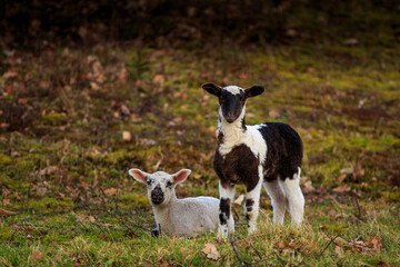 two lambs playing in the grass