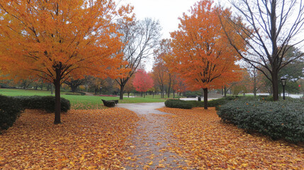 Wall Mural - The park is filled with beautiful orange leaves that have fallen from the trees in autumn.