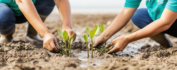 two individuals planting seedlings in wet soil, promoting environmental restoration and sustainabili