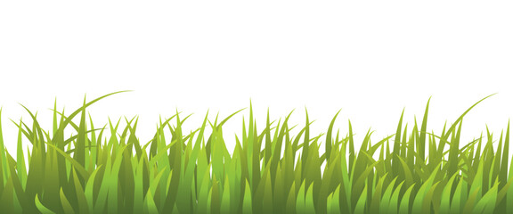 Fresh Green Grass Isolated on White Background