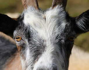 portrait of a goat with yellow eyes looking directly at the camera