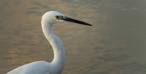 Elegant Egret Standing by Tranquil Water at Sunset