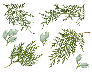 Wall Mural - thuja cones and branches isolated on a white background. set of branches of evergreen coniferous pla