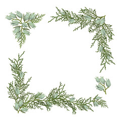 Wall Mural - corner arrangement, frame of cones and branches of thuja platycladus orientalis isolated on a white 