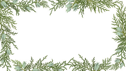 Wall Mural - a frame of platycladus orientalis thuja branches with cones isolated on a white background. design e