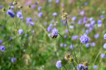 A bee on a flower in green meadow