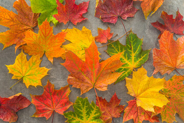 Multicolored maple leaves on dark background