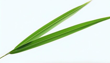 the leaf pennisetum purpureum sheath is large long and the two edges of the sheath are not connected