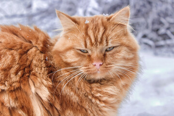 Beautiful ginger cat on snow background
First snow. A ginger cat is walking in the snow. Snowing. 