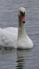 Wall Mural - An adult mute swan rests in the water toward the camera lens on a cloudy autumn day. 