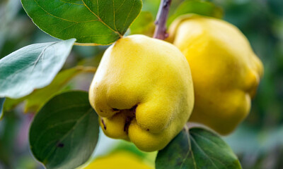 yellow pear on a branch, yellow pear on a tree
