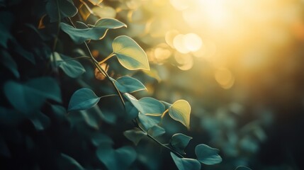 Wall Mural - A close-up of green leaves illuminated by soft sunlight, creating a serene atmosphere.