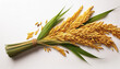 © Saddha Visual - Yellow rice plants or cobs with leaves on a white background