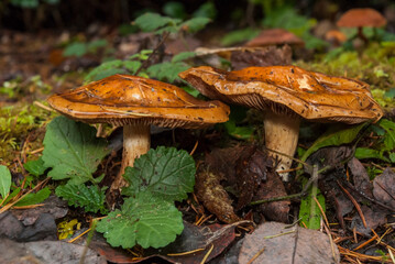 Wild mushrooms, two of them, orange color, unknown type_11062010_4337.