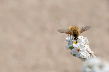 Grasshopper bee fly isolated on white flower called heliotropium.
Natural background. Systoechus vulgaris. Brown flies.
